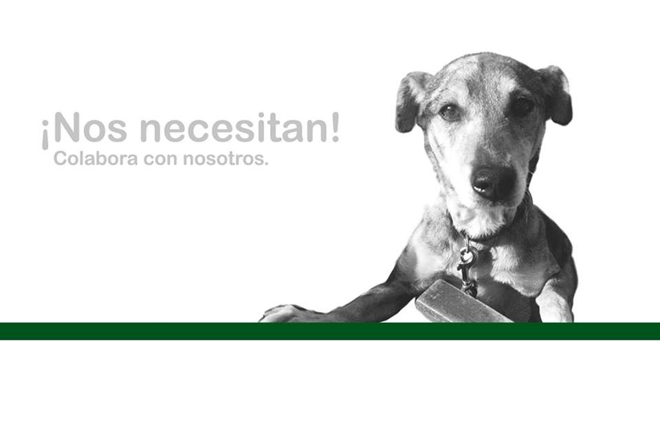 fundación de ayuda a los animales