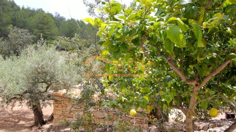 Perelló-63